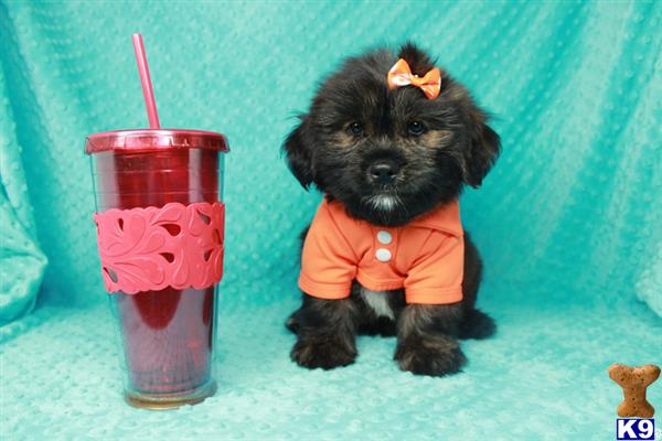 lvpuppyheaven Picture 1